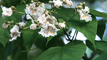 Northern catalpa, Rarely unnoticed, Arbor Day Blog HD wallpaper