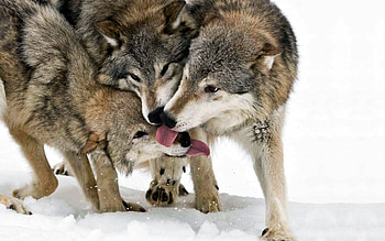 Animals, Snow, Wolf, Three, Tongue, Language, Lick Your Lips, Licking HD wallpaper