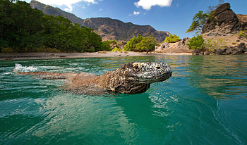 Komodo Island, Komodo dragon, Australian geographic, Endangered HD wallpaper