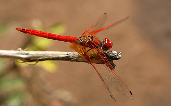 Trithemis Dragonfly, trithemis, libelle, trithemis kirbyi, dragonfly, red insect, insect, libella HD wallpaper