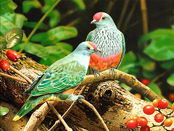 Animals, Birds HD wallpaper