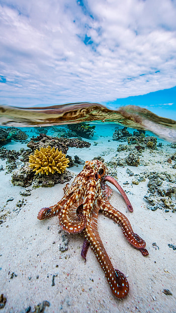 Octopus, Sea, Animal, sea animal HD phone wallpaper
