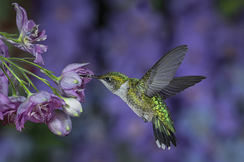 Hummingbird, wings, blue, colibri, flower, green, pasari HD wallpaper