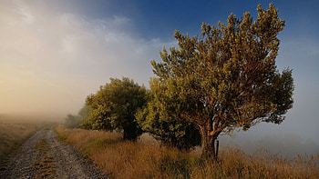 Nature, Trees, Road, Fog, Blue Sky HD wallpaper