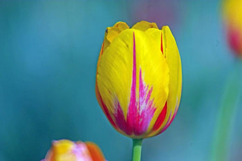 touch of spring, blue, tulip, yellow, flower, spring HD wallpaper