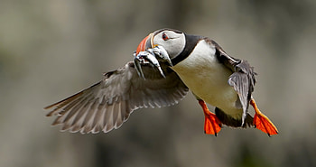 Puffin, animal, fish, bird HD wallpaper