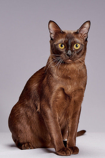 Chat Races, Cat breeds, Breed information, Pet lovers' guide HD phone wallpaper