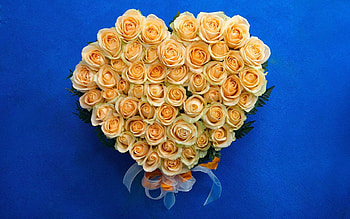 Roses, Love, Gift, Present, Romance, Heart, Tenderness HD wallpaper