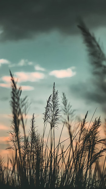 Ashetic, cloud, sky, grass, evening, vibes, graphy HD phone wallpaper