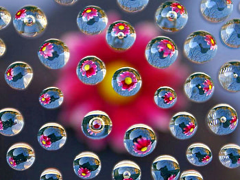 Flowers in Bubbles, cool, graphy HD wallpaper
