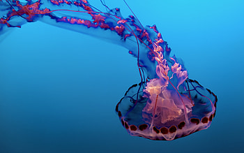 Pink jellyfish, Underwater delight, Glowing creatures, Sea life wonders HD wallpaper
