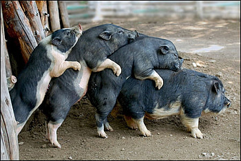 CONGO LINE, swine, pigs, dance, animals HD wallpaper