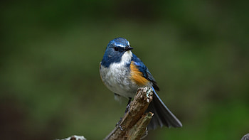 Eurasian blue tit, Bird portrait HD wallpaper