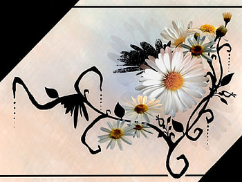 Box of daisies, vector, flowers HD wallpaper