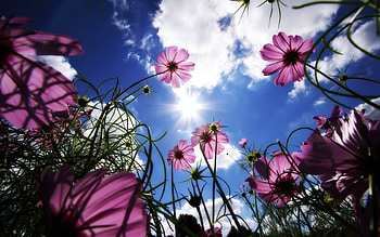 Plants, Flowers, Sky, Sun HD wallpaper