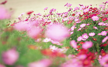 Plants, Flowers HD wallpaper