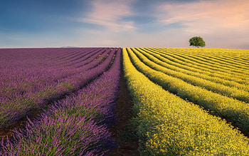Lavender Field, fields, nature, flowers, Lavender, landscape HD wallpaper