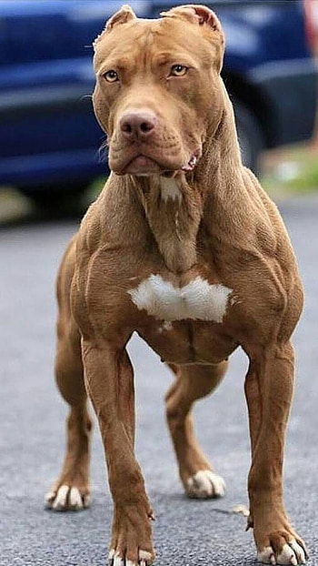 Pitbull Dog, Brown Pet Animal HD phone wallpaper