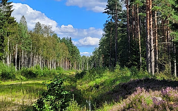 Forest in Latvia, clouds, trees, Latvia, forest, heather HD wallpaper