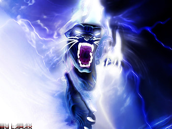 Panthres-noires HD wallpaper