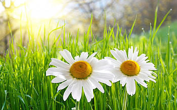 Plants, Flowers, Camomile HD wallpaper
