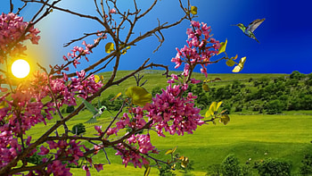 ~*~ Sunny Day ~*~, , hummingbird, flowers tree, sunny day, spring HD wallpaper