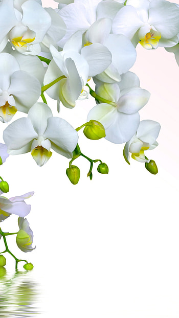 Tender white orchid, Nokia Lumia 1520 , Soft beauty, Delicate petals HD phone wallpaper