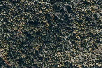 Nature, Leaves, Plant, Wall HD wallpaper