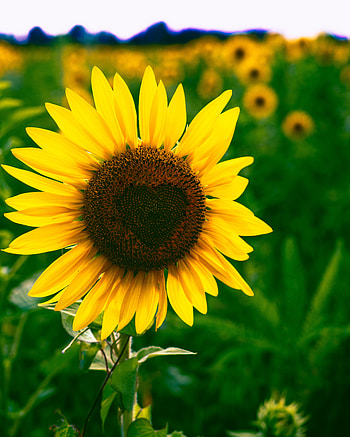 Flowers, Flower, Bloom, Flowering, Heart, Sunflower HD phone wallpaper