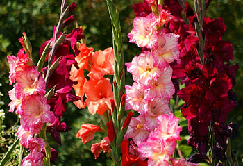 Flowers, Gladiolus, Shine, Light, Bright, Flower Bed, Flowerbed HD wallpaper