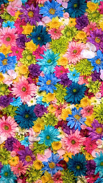 Bright and Colorful Flowers, colorful, colors, earth, nature, flower HD phone wallpaper