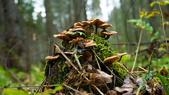 Honey fungus, Forest Mushrooms HD wallpaper