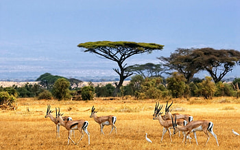 Kruger National Park, Travel destination, Safari adventure, African wildlife HD wallpaper