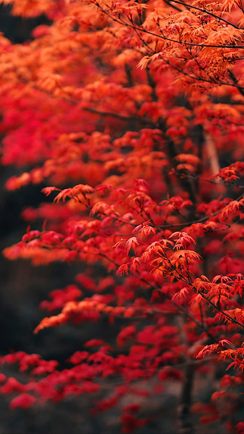 Autumn Tree, nature, fall HD phone wallpaper
