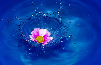 ღ, Water, Squirt, Flower, Drops HD wallpaper