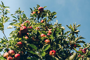 Apple Tree, Boomgarden apple tree sponsorship, Paradise fruits HD wallpaper