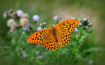 Fritillary Butterfly, animal, fritillary, butterfly, insect HD wallpaper