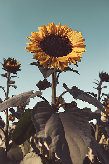 Flowers, Flower, Plant, Bloom, Flowering, Sunflower HD phone wallpaper