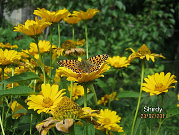 Butterflies, Flowers, Insects HD wallpaper