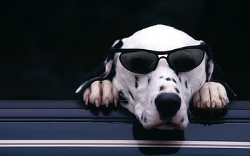 Animals, Dogs HD wallpaper