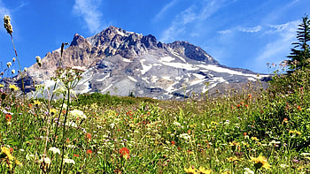 Paradise Park, Mt. Hood, wildflowers, oregon, blossoms, landscape, volcano, sky, usa HD wallpaper