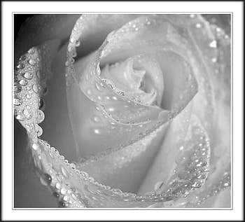 White rose, rose, white, beautiful, dew HD wallpaper
