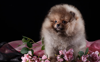 Puppy, dog, animal, black, cute, pink, flower, spitz, caine HD wallpaper