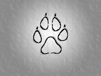 Tiger Claw, animal, tiger HD wallpaper