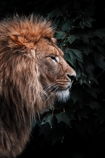 Animals, Lion, Predator, Animal, Mane, Head HD phone wallpaper