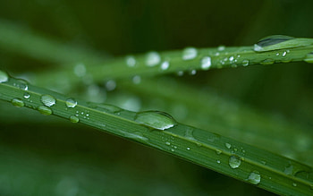 Grass, Leaves, Macro, Dew, Dimensions (Edit), Dimension HD wallpaper