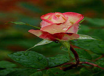 bud, rose, yellow, red, dew HD wallpaper