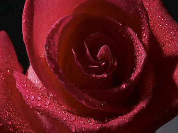 Drops, Flower, Macro, Rose Flower, Rose, Petals, Shadow HD wallpaper