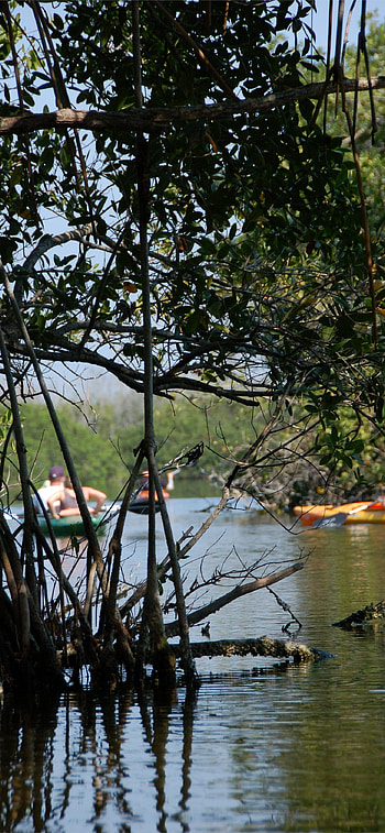 Everglades National Park, Best , Florida's beauty, Must have HD phone wallpaper