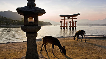 Animals, Rivers, Food, Deers, Shore, Bank, Stroll, Tory Gate, Gates Of The Tories HD wallpaper